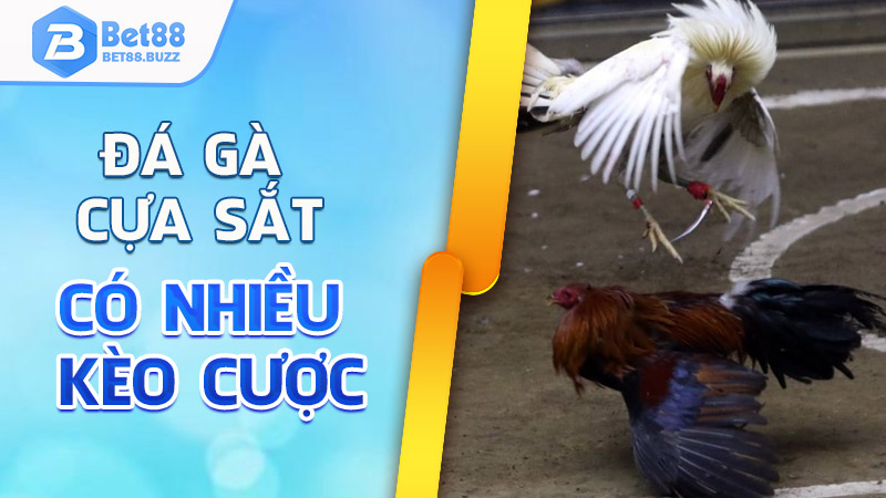 cách chơi đá gà cựa sắt